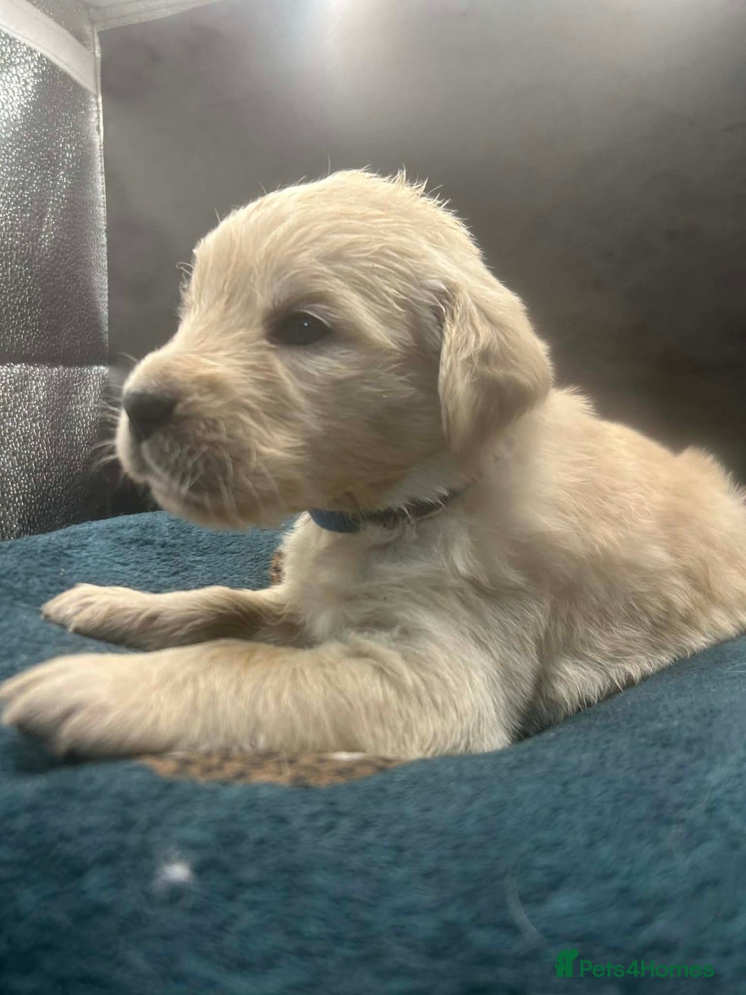 Golden Retriever dogs for sale: Stunning Golden Retrievers. 4 Boys / 4 Girls - Advert 27