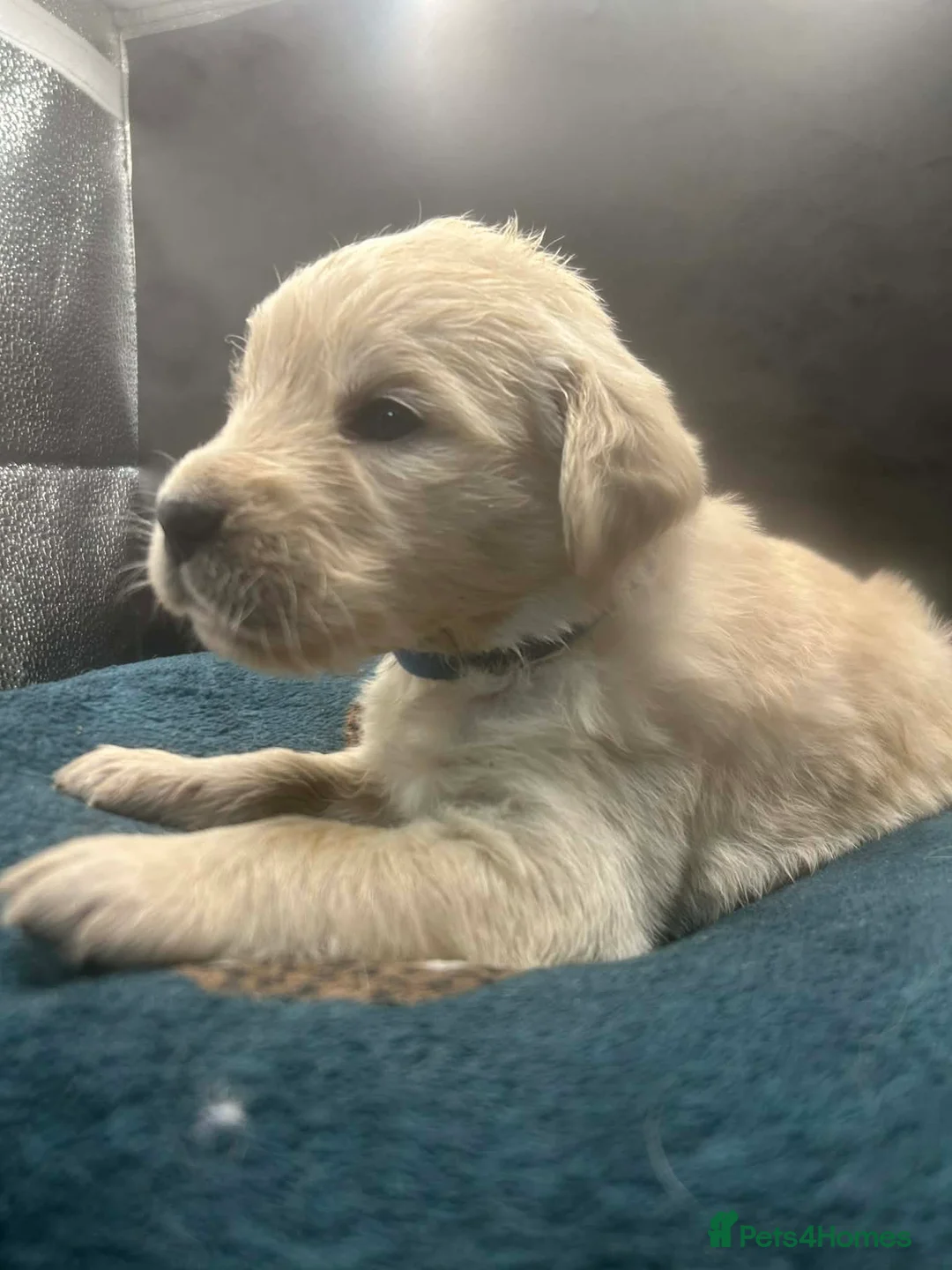 Golden Retriever dogs for sale: Stunning Golden Retrievers. 1 Boys / 1 Girls - Advert 27