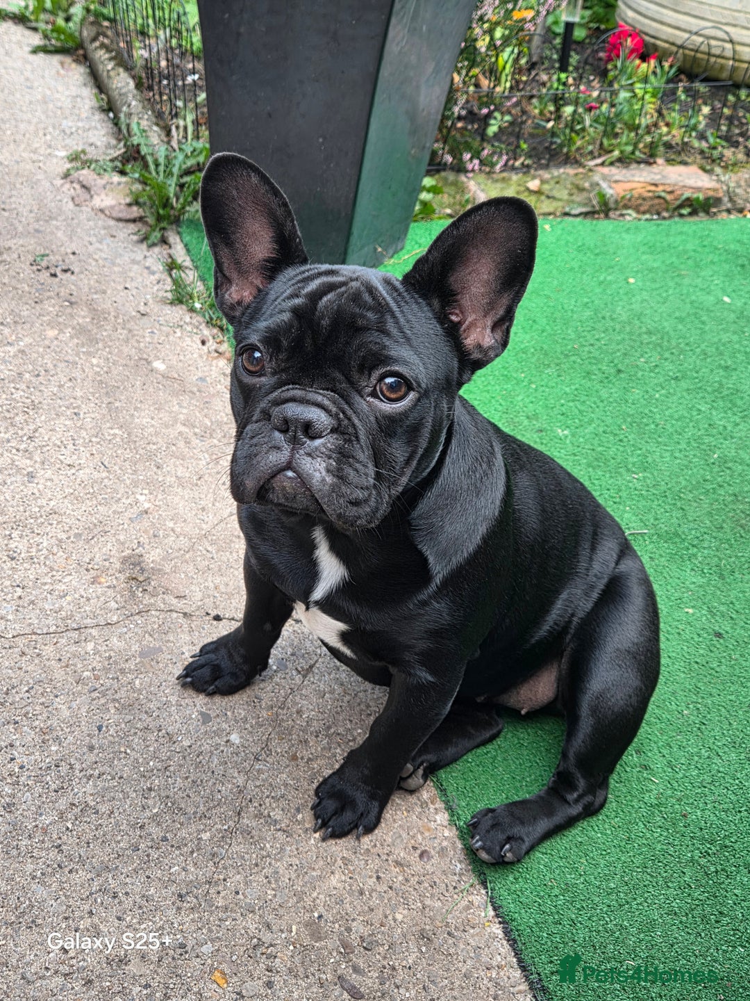 French Bulldog dogs for sale: For Sale - Advert 2