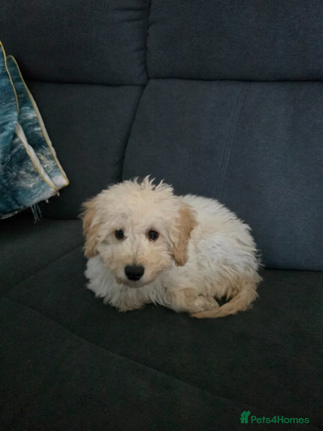 Cockapoo dogs for sale: Cockapoo  male - Advert 2