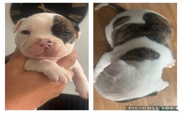 American Bulldog dogs for sale: American bulldogs  - Image 3