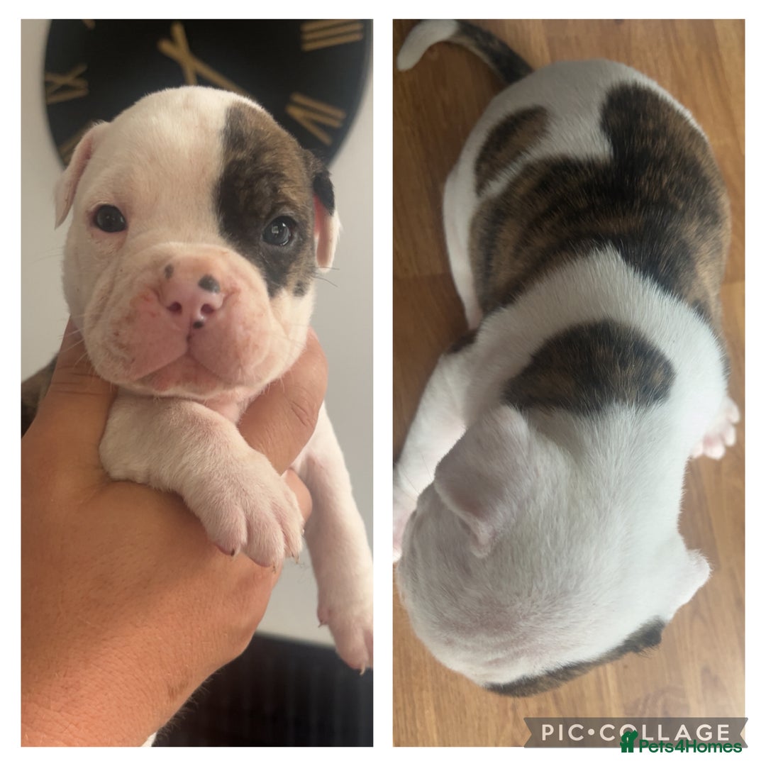 American Bulldog dogs for sale: American bulldogs  - Image 3
