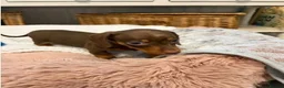 Miniature Dachshund dogs for sale: The Ultimate Miniature Dachshunds in Exmouth - Advert 3