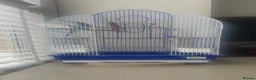 Budgerigars birds for sale: Beautiful Blue Budgie looking for loving new home  - Advert 5