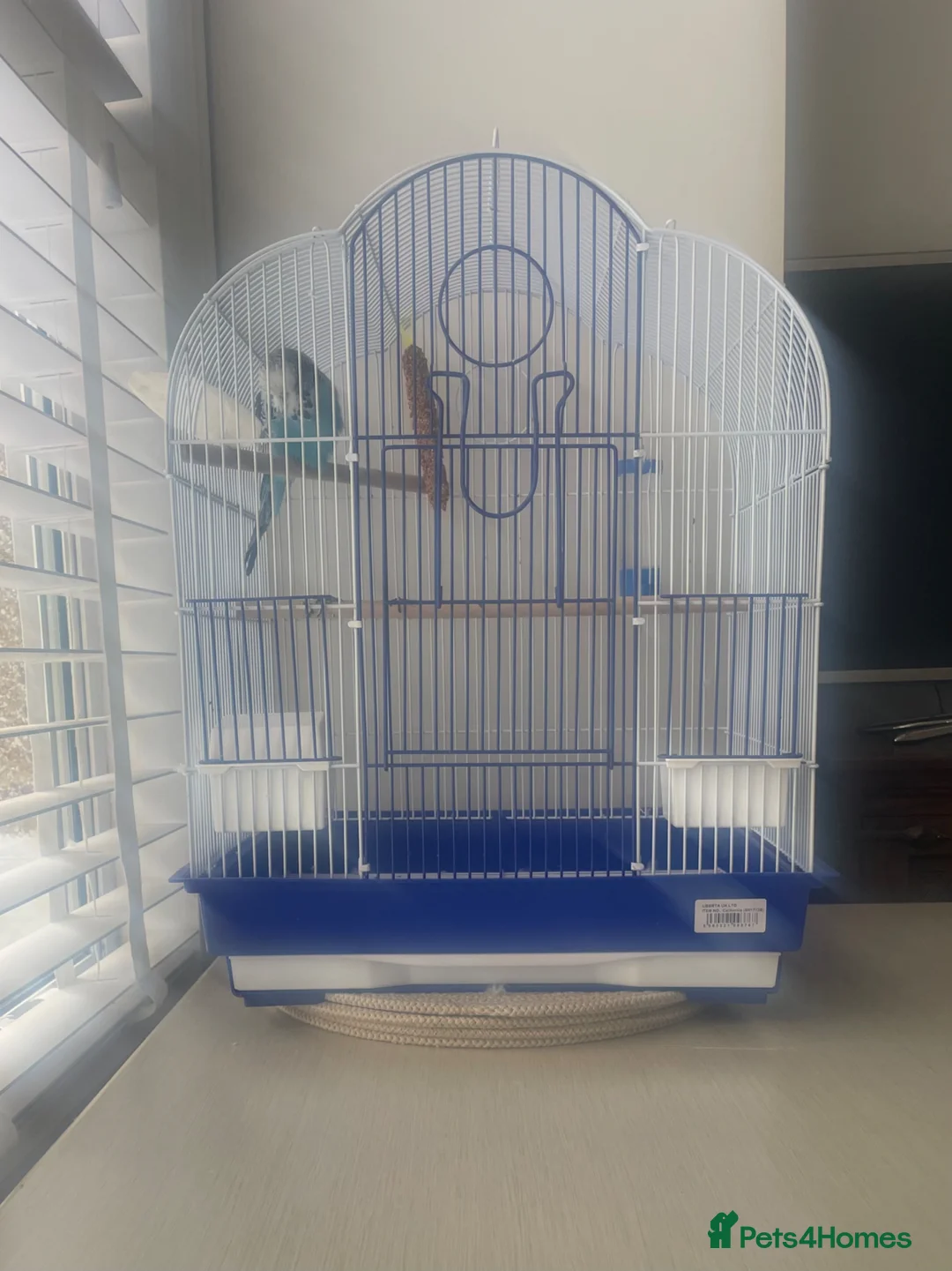 Budgerigars birds for sale: Beautiful Blue Budgie looking for loving new home  - Advert 5