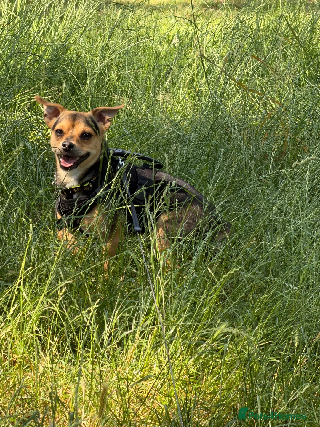 Jack Chi dogs for stud: chihuahua x jack russel stud loki🐾 - Advert 5