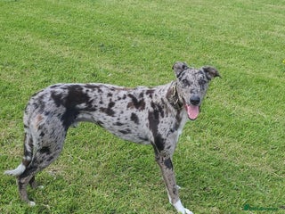 Lurcher dogs in Durham - Advert 4