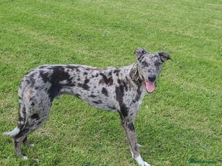 Lurcher dogs Lurcher puppies in Durham - Advert 12