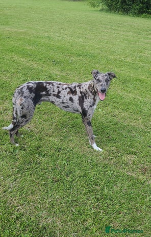 Lurcher dogs in Durham - Advert 5