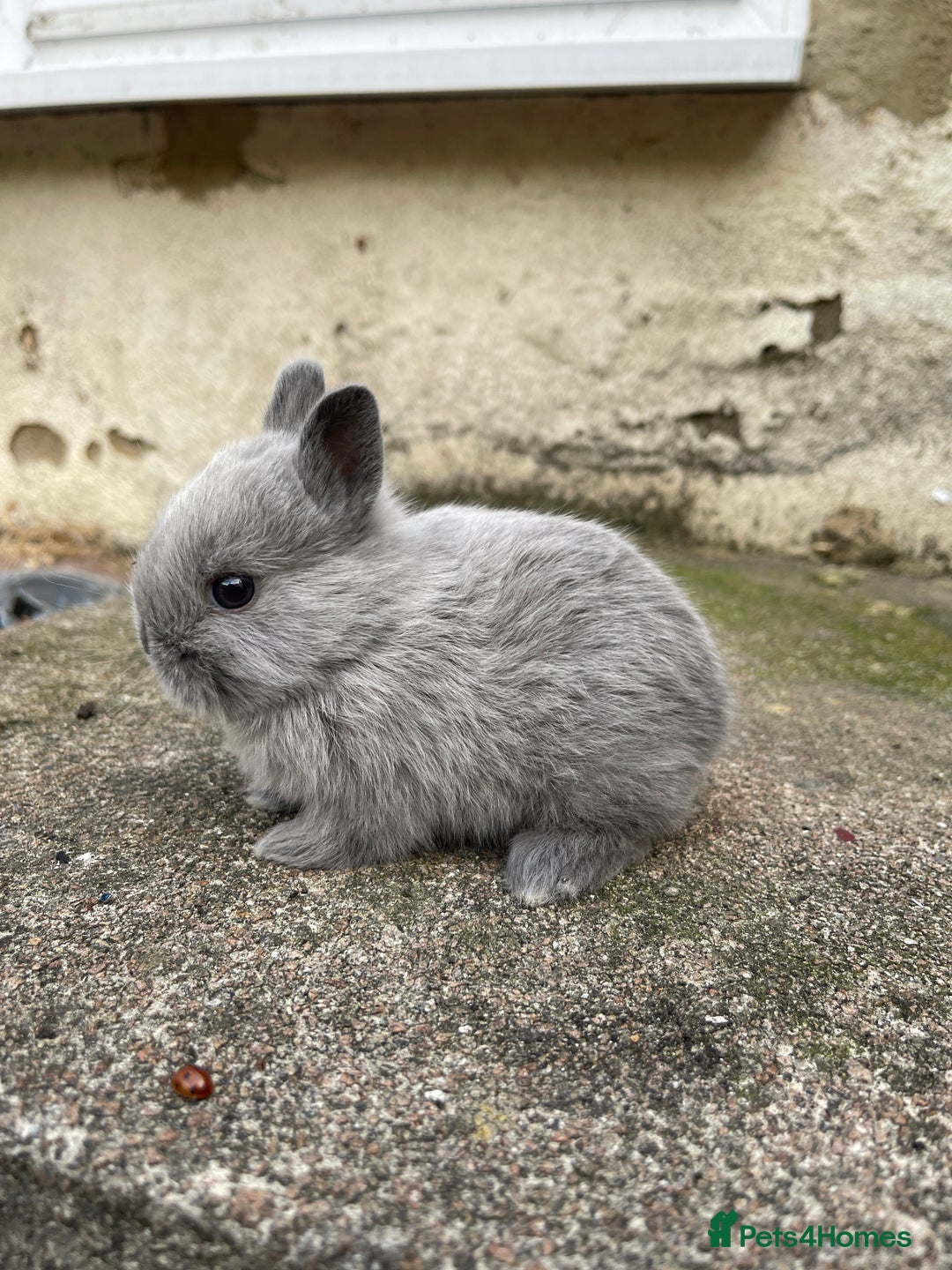 Netherland Dwarf rabbits for sale: Rare Colour purebred Netherland Dwarf  - Image 5