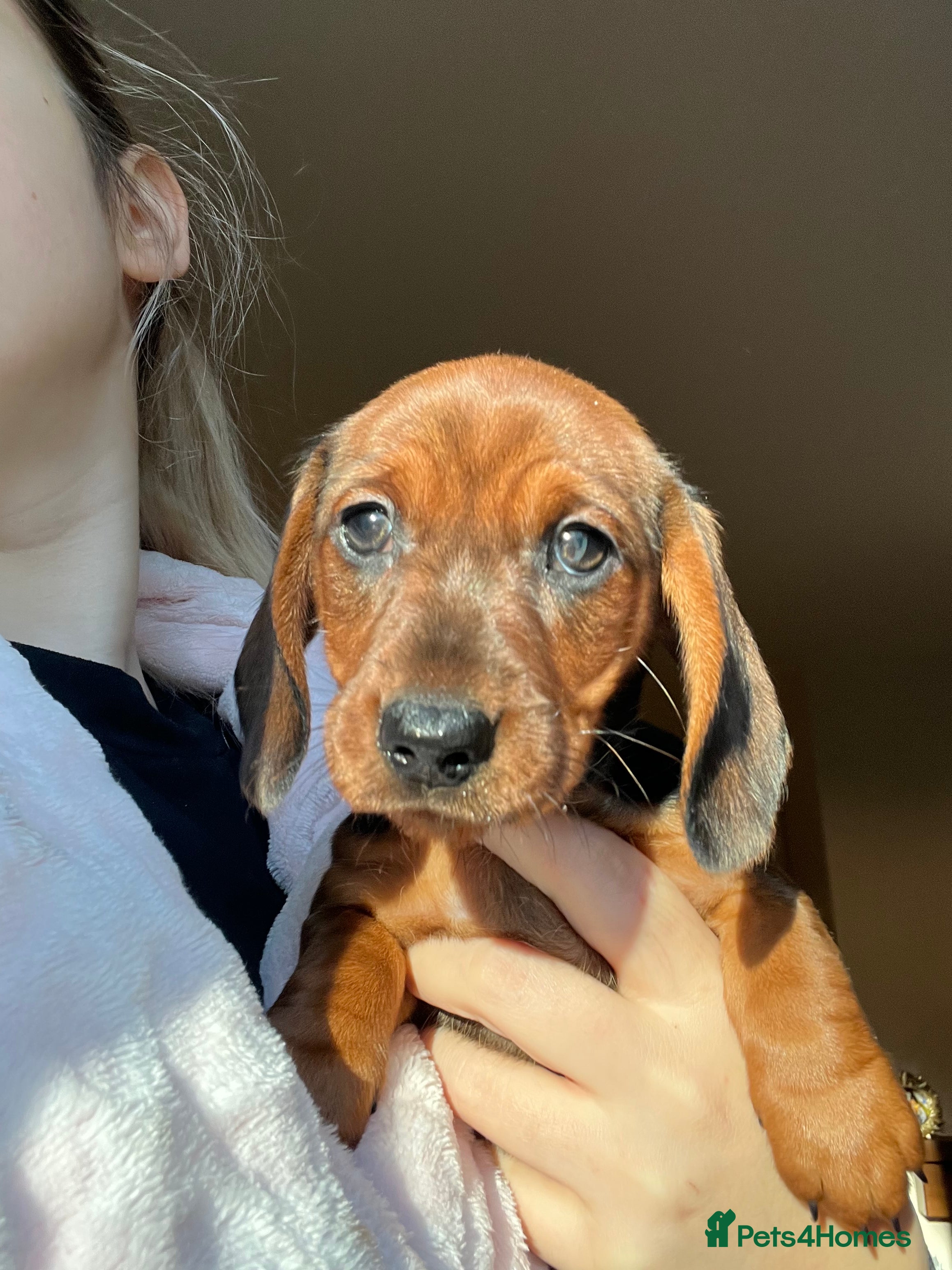 Miniature Dachshund dogs 2 beautiful miniature dachshunds  - Advert 10