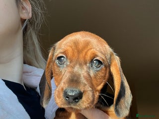 Miniature Dachshund dogs 2 beautiful miniature dachshunds - Advert 2