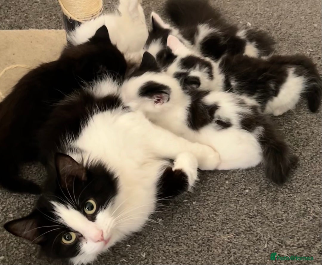 Domestic Shorthair cats for sale: Kittens for sale  - Image 5