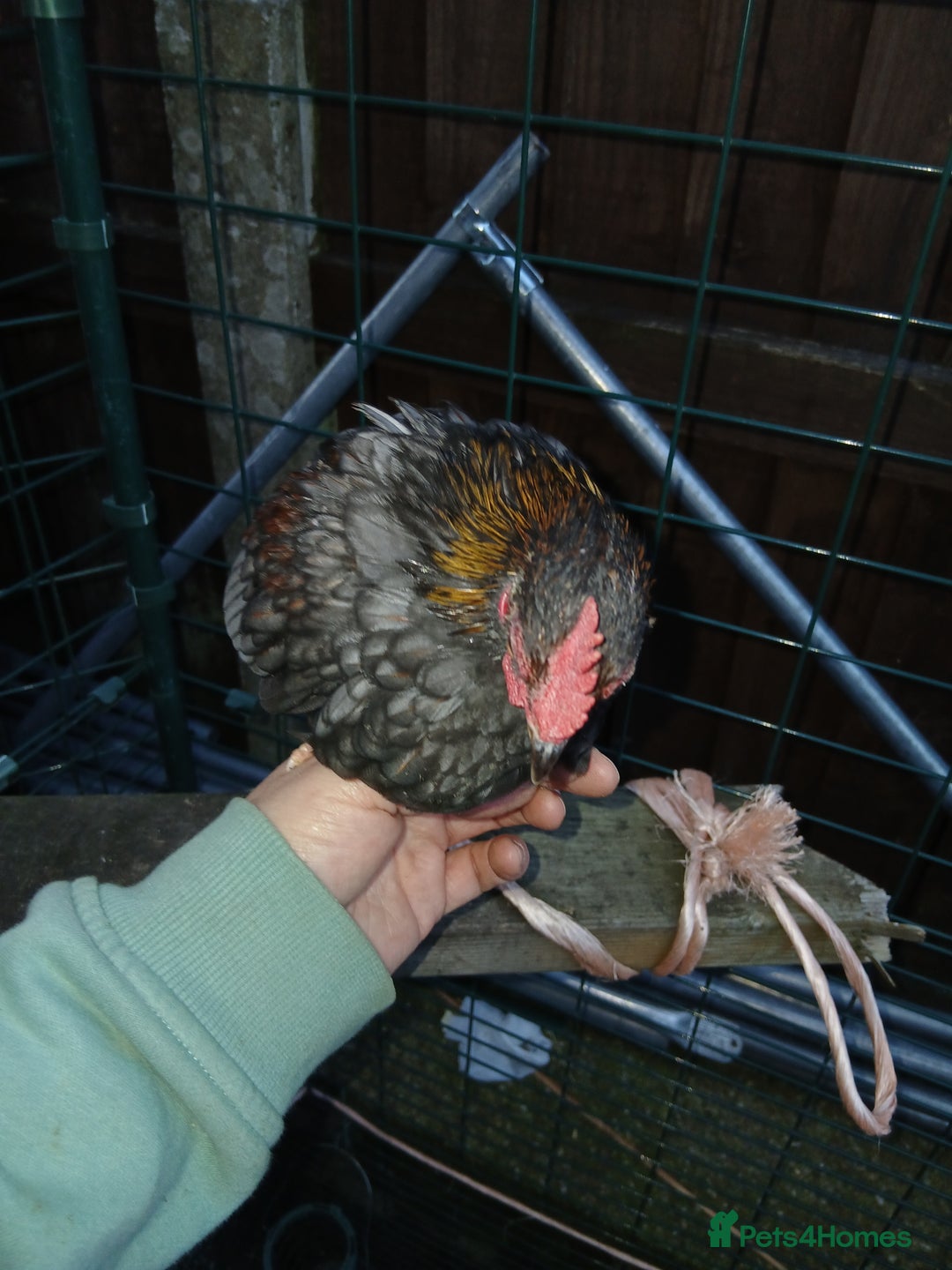 Chickens poultry for sale: 2 handsome serama Cockerells - Image 11