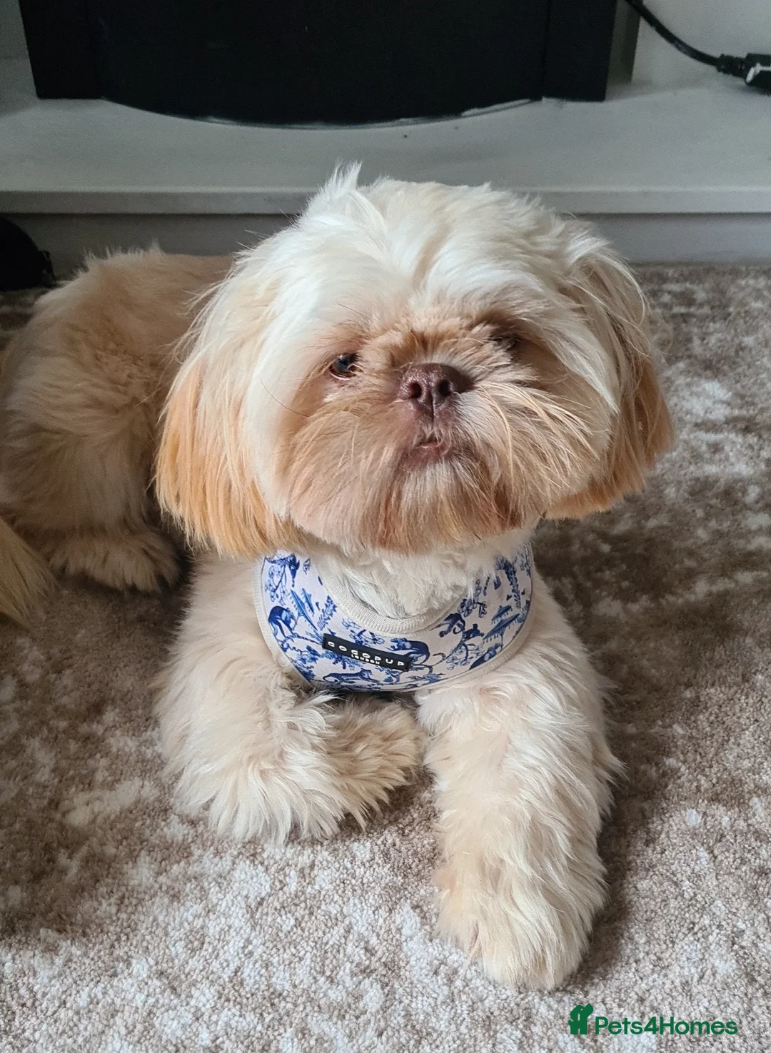 Shih Tzu dogs for stud: LAVENDER PRODUCING Liver Imperial shihtzu in Cardiff - Advert 6