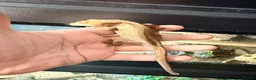 Gecko reptiles for sale: Various Crested Geckos - Advert 4