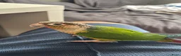 Conures birds for sale: Green cheeked conure  - Advert 10