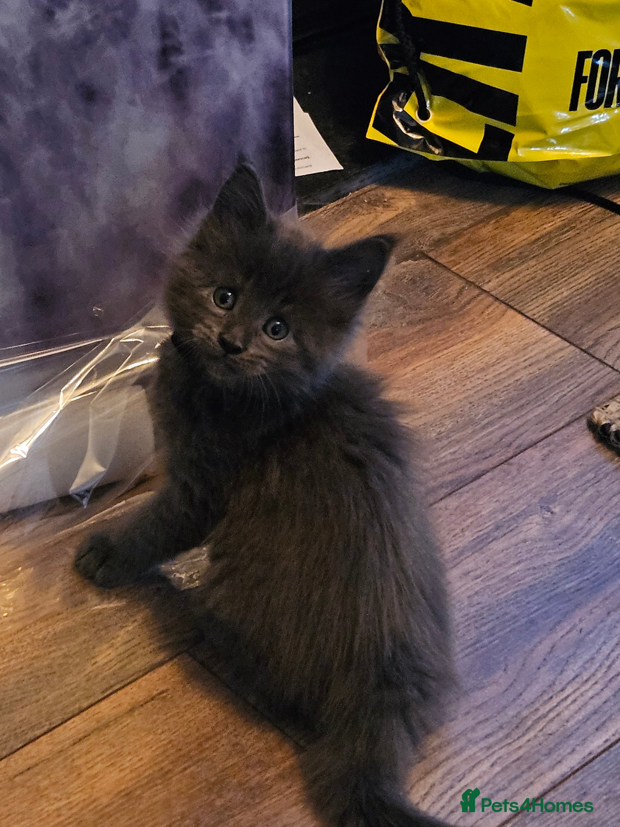 Maine Coon cats GCCF registered Blue  Maine coon litter  - Advert 9