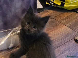 Maine Coon cats GCCF registered Blue Maine coon litter - Advert 9