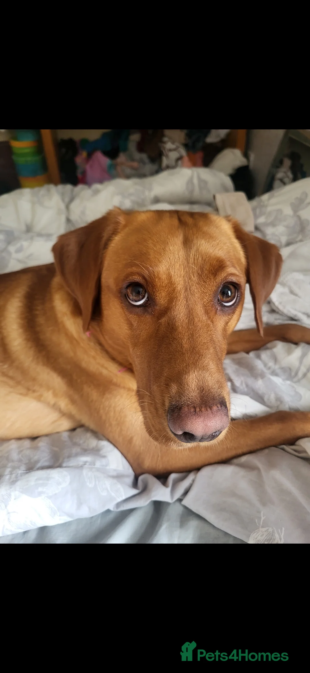 Mixed Breed dogs for sale: Beautiful bullador pups - Advert 2