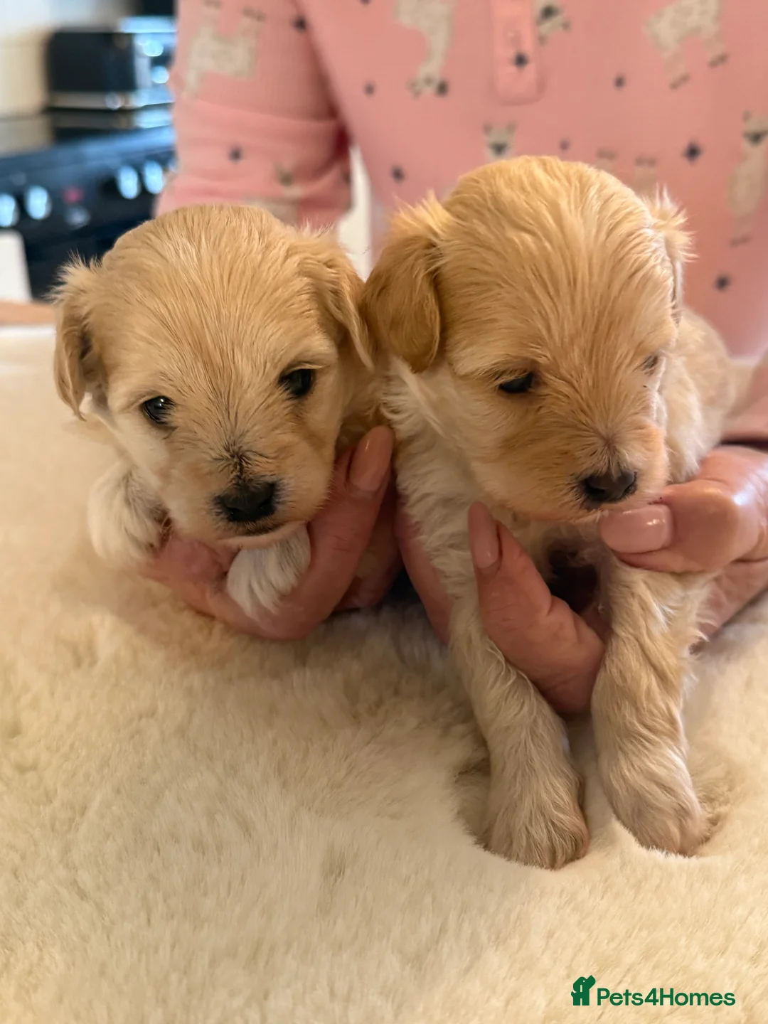 Maltipoo dogs for sale: BEAUTIFUL MALTIPOO F1 PUPPIES  - Advert 3