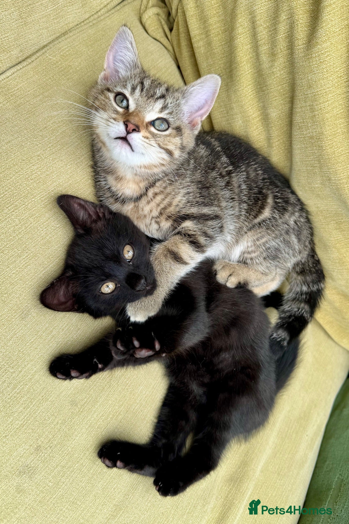 British Shorthair cats Beautiful Black British Shorthair cross kittens - Advert 3