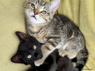 British Shorthair cats Beautiful Black British Shorthair cross kittens - Advert 3