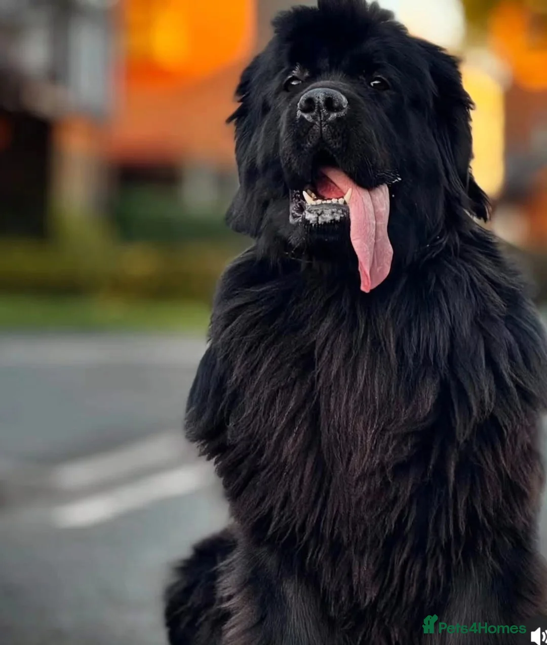 Newfoundland dogs for sale: Beautiful chunky Newfoundland puppy in Prescot - Advert 6