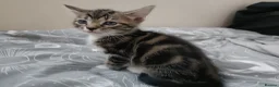 British Shorthair cats for sale: Five adorable Grey Tabby kittens in Harlow - Advert 7