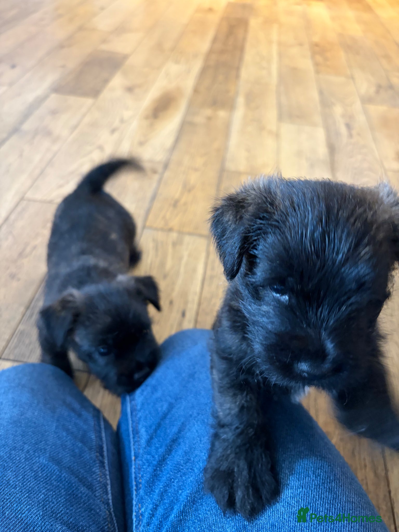 Cairn Terrier dogs Cairn Terrier Puppies - Advert 2