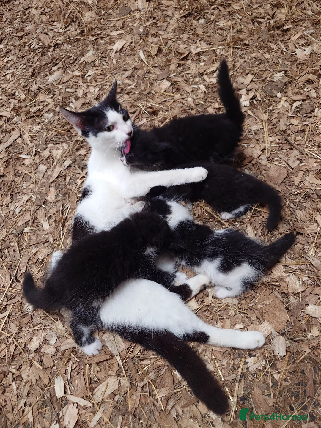 Mixed Breed cats for sale: Super Fluffy Farm Kittens  - Advert 2
