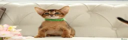 Abyssinian cats for sale: Pure breed Abyssinian kitten’s GCCF registered  - Advert 14