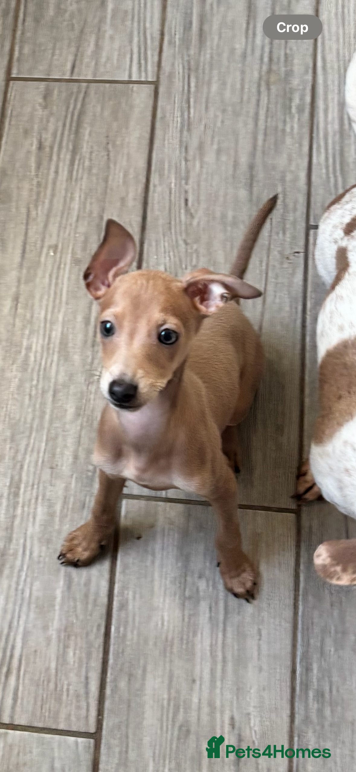 Italian Greyhound dogs REDUCED KC ITALIAN GREYHOUND BOY READY NOW - Advert 1