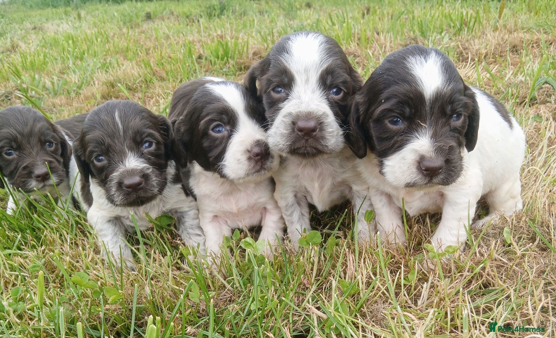 Sprocker dogs for sale: Beautiful f2 sprockers - Image 4