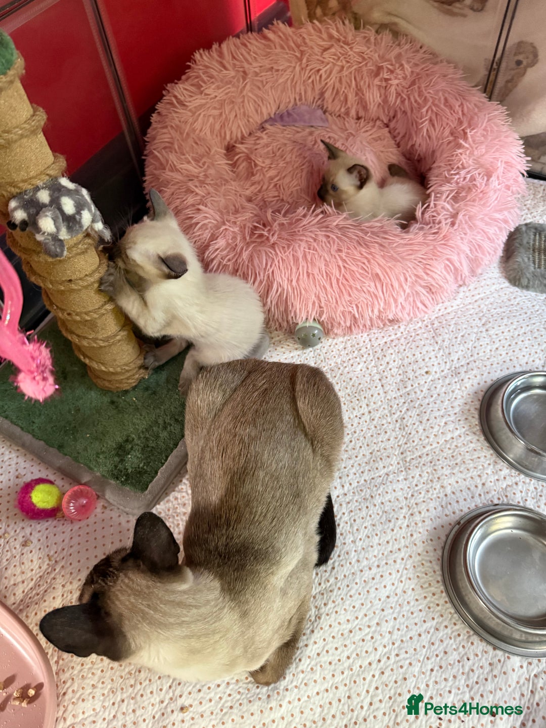 Siamese cats for sale: 2 male sealpoint siamese  - Image 5