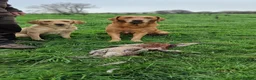 Labrador Retriever dogs for sale: KC Registered Working Labrador Retriever Puppies in Cheddar - Advert 2