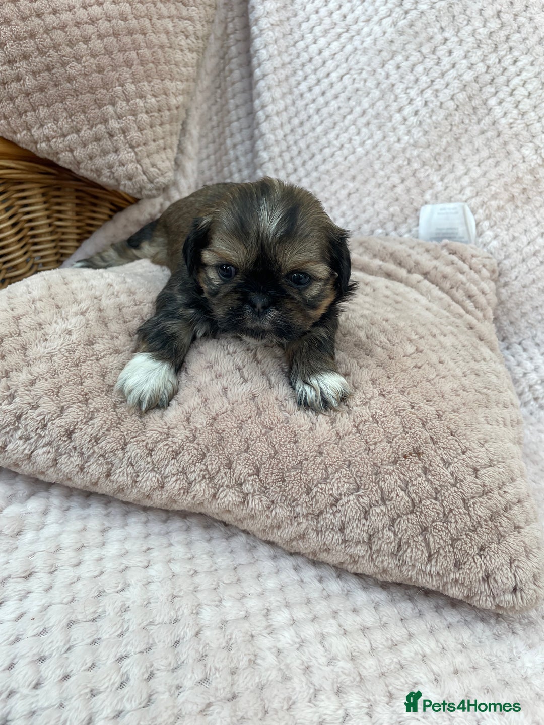 Mixed Breed dogs for sale: Lhasa apso cross shihtzu puppies. - Advert 34