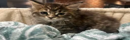 Maine Coon cats for sale: Maine Coon Kittens for sale 🐈‍⬛🤍 in Lewes - Advert 2