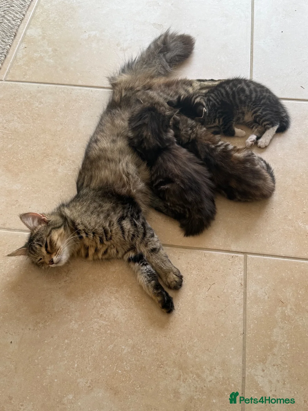 Mixed Breed cats for sale: Two girl kittens available  in Haslemere - Advert 11