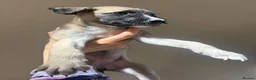 Mixed Breed dogs for sale: Whippet x lurcher pups - Advert 22