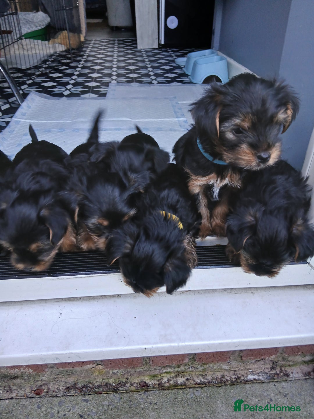 Yorkshire Terrier dogs for sale: Adorable Toy & Minatures! - Advert 3