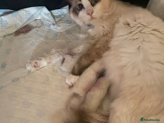 Ragdoll cats Beautiful Ragdoll kittens - Advert 7