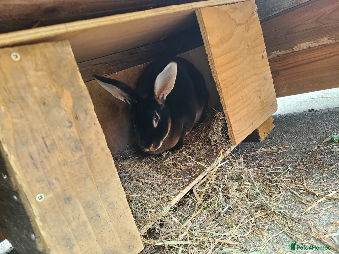 Rex rabbits for sale: Black Rex otter in Bishop Auckland - Advert 2