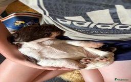 English Springer Spaniel dogs for sale: Springer spaniel puppies for sale  - Image 16