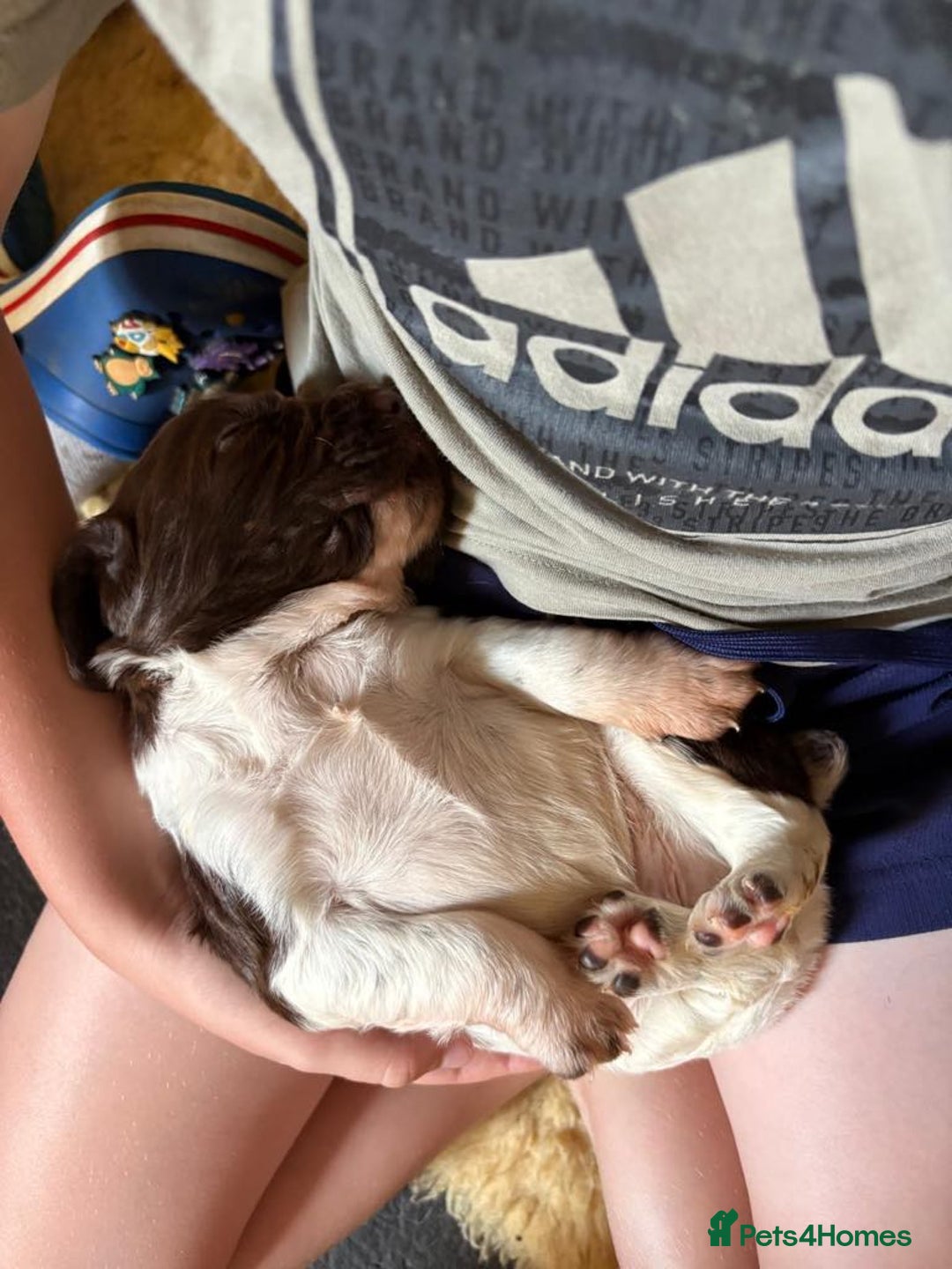 English Springer Spaniel dogs for sale: Springer spaniel puppies for sale  - Image 16