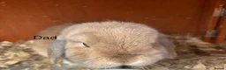 Mini Lop rabbits for sale: Beautiful mini lop rabbits for sale - Advert 5