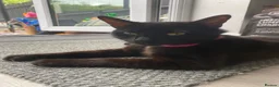 Bengal cats for sale: Bengal x Bombay  - Advert 1