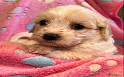 Cavachon dogs for sale: Beautiful Litter of Cavachon Puppies - Image 9