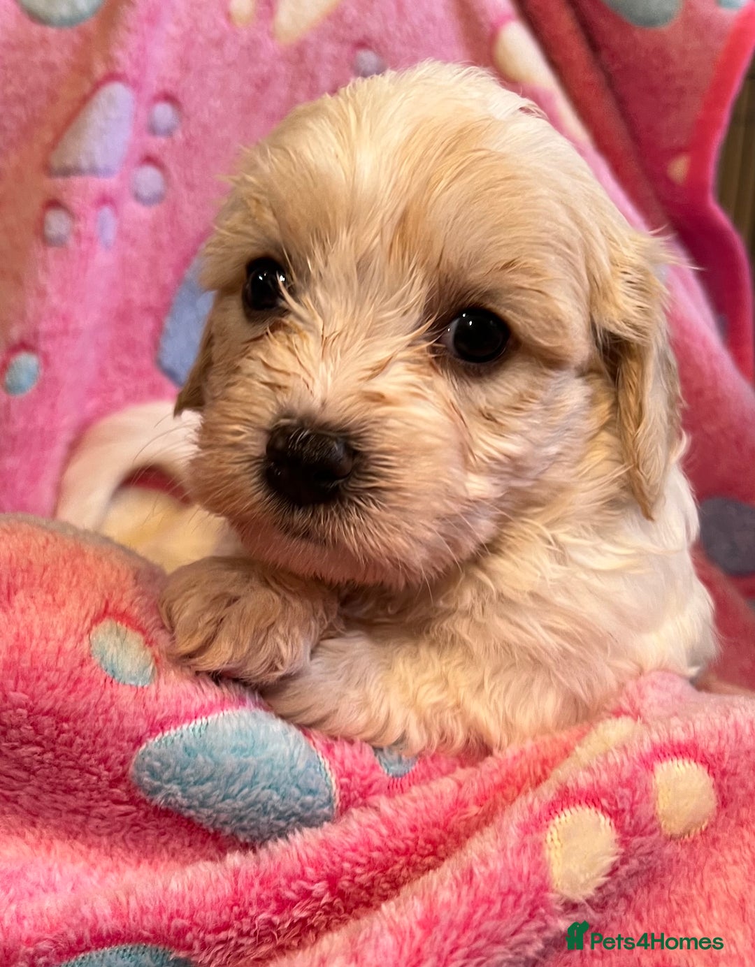 Cavachon dogs for sale: Beautiful Litter of Cavachon Puppies - Image 9