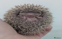 Pygmy Hedgehog rodents for sale: Gorgeous Hoglets Ready to Reserve Now - Image 3